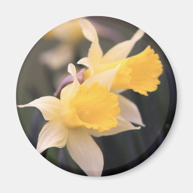 Double Wild Daffodil Magnet (Front)