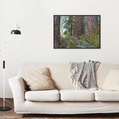 Douglas Fir Conifer Forest Photo Print