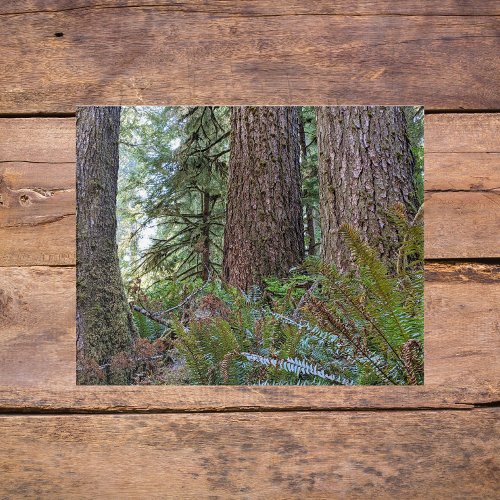 Douglas Fir Conifer Forest Photographic Acrylic Print