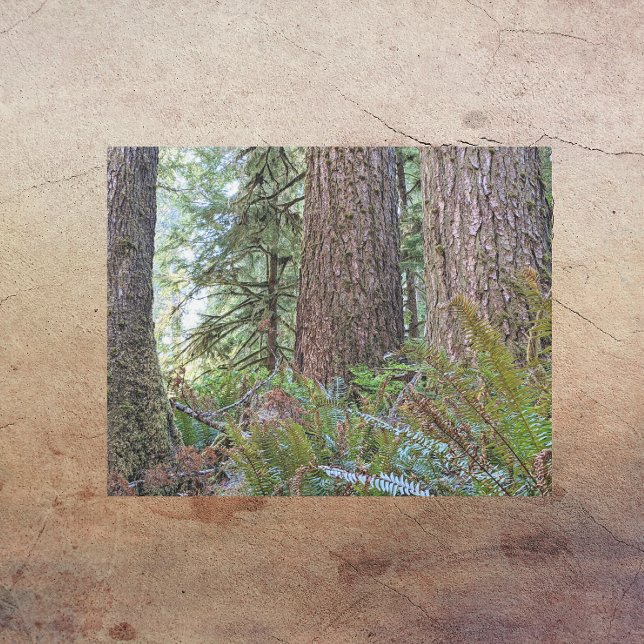 Douglas Fir Conifer Forest Photographic Metal Print (In Situ)