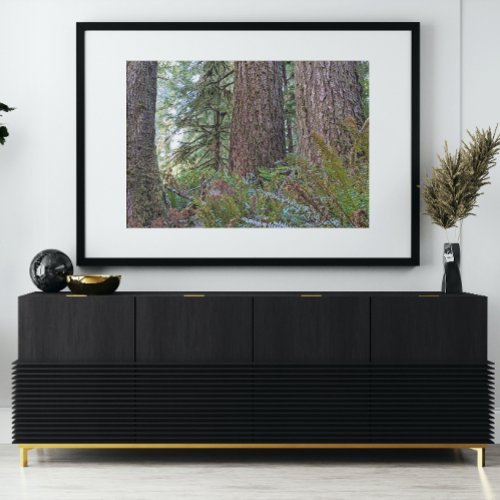 Douglas Fir Conifer Forest Poster