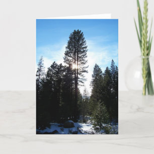 Douglas Fir Holiday Card