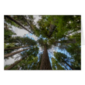 Douglas Fir tree canopy (Front Horizontal)