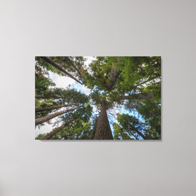 Douglas Fir tree canopy Canvas Print (Front)