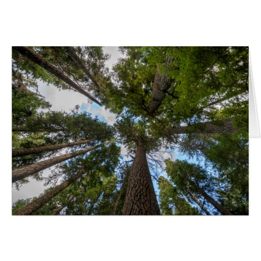 Douglas Fir tree canopy Cards (Front Horizontal)