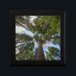 Douglas Fir tree canopy Gift Box<br><div class="desc">Gary Luhm / DanitaDelimont.com | USA,  North America,  Washington | USA,  Washington State. Looking up into old growth Douglas Fir (Pseudotsuga menziesii) tree canopy ,  Mt. Rainier National Park.</div>