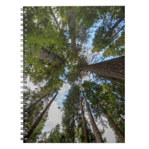 Douglas Fir tree canopy Notebook