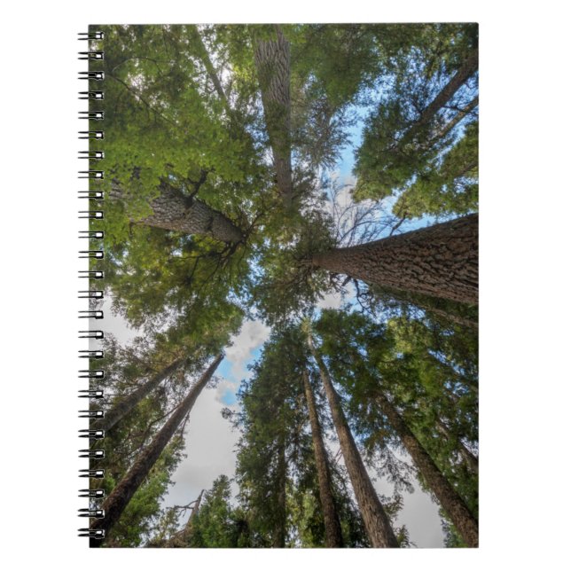 Douglas Fir tree canopy Notebook (Front)