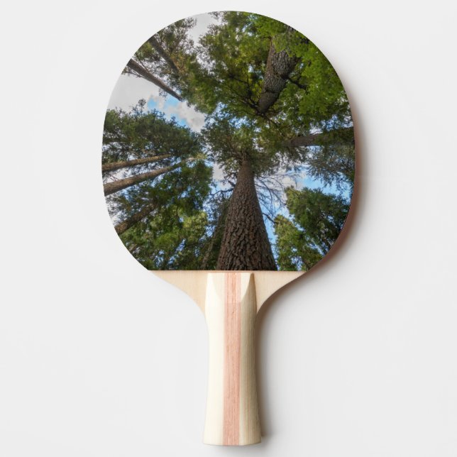 Douglas Fir tree canopy Ping-Pong Paddle (Front)