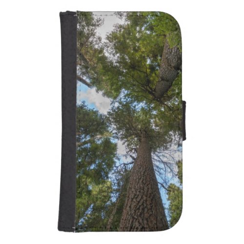 Douglas Fir tree canopy Phone Wallet