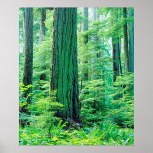 Douglas Fir tree Poster
