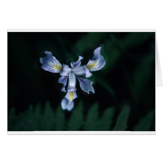 DouglasIris (Front Horizontal)