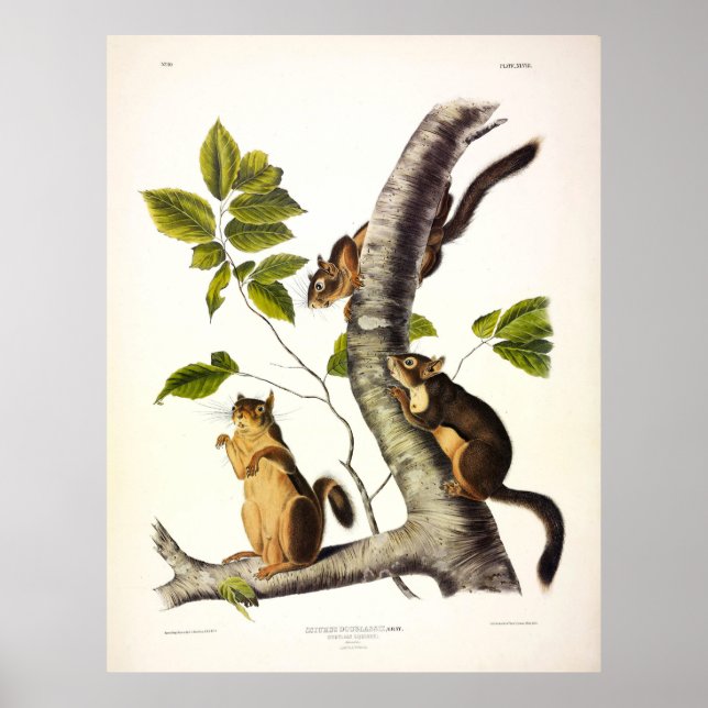 Douglass or Pine Squirrel (Chickaree) by Audubon Poster (Front)