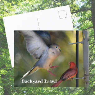 Dove and Cardinal Backyard Brawl Postcard