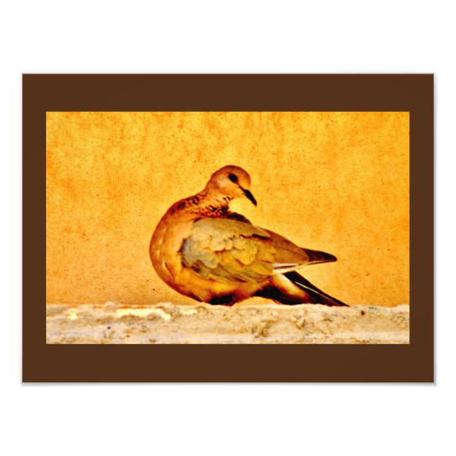 Dove Beauty Photo Print (Front)