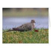 Dove Bird (Front Horizontal)