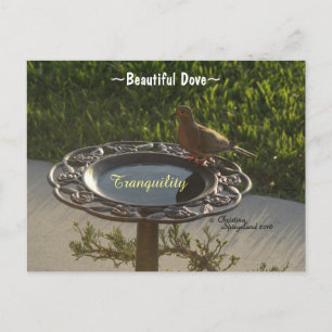 Dove bird Birdbath tranquility Spiegeland Postcard