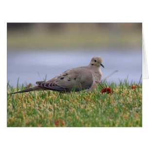 Dove Bird Cards