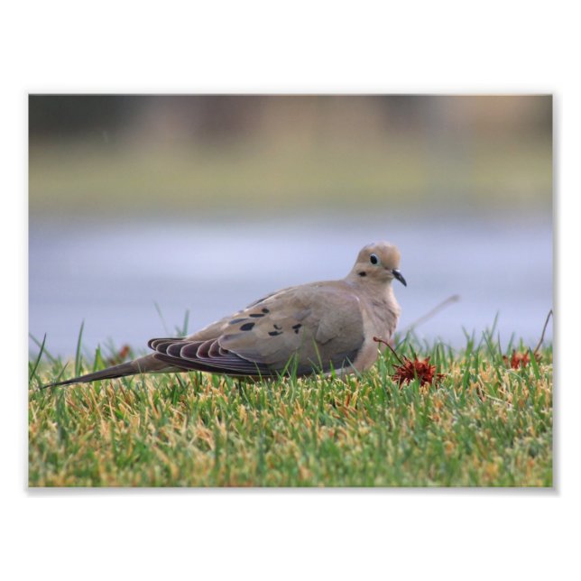 Dove Bird Photo Print (Front)