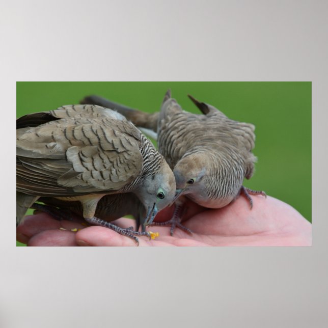 Dove Birds Kauai Hawaii Poster (Front)