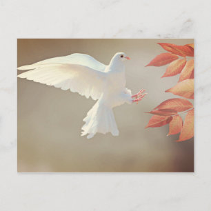 Dove Christian inspirational religious sympathy Postcard