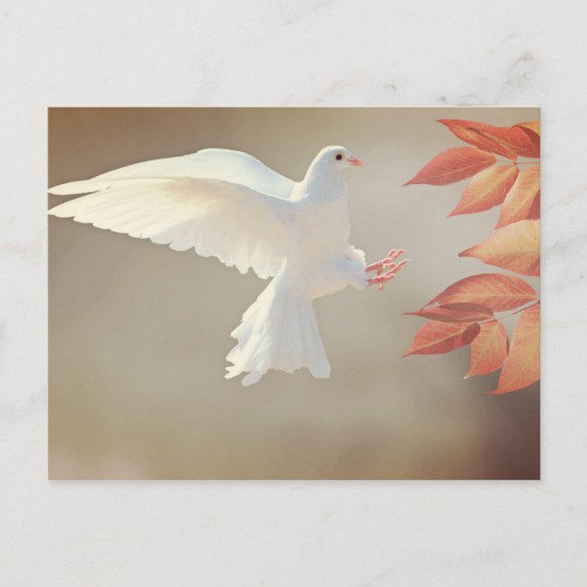 Dove Christian inspirational religious sympathy Postcard (Front)