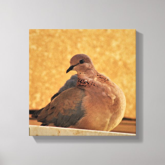 Dove Elegance  Canvas Print (Front)