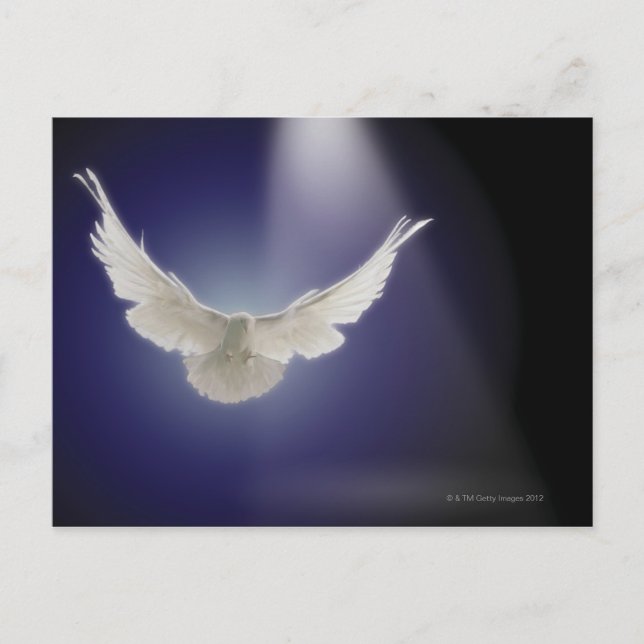 Dove flying through beam of light postcard (Front)