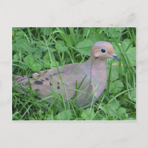 Dove In Grass Postcard
