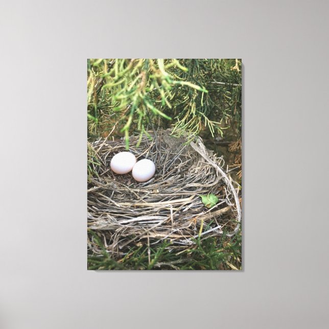 Dove Nest on canvas Print (Front)