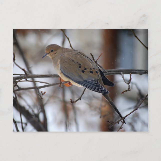 Dove on a Snowy Day Postcard (Front)