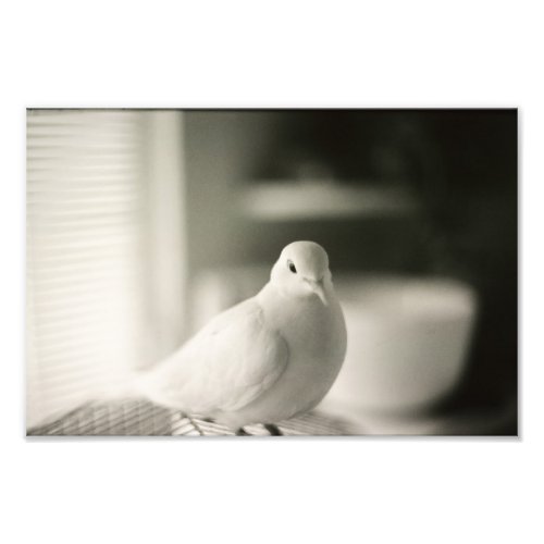 Dove Photo Print