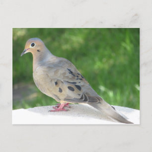 Dove Postcard