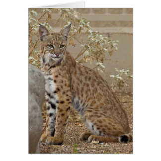 Dove Valley Bobcat Cards