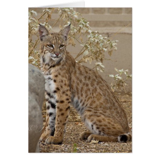 Dove Valley Bobcat Cards (Front)