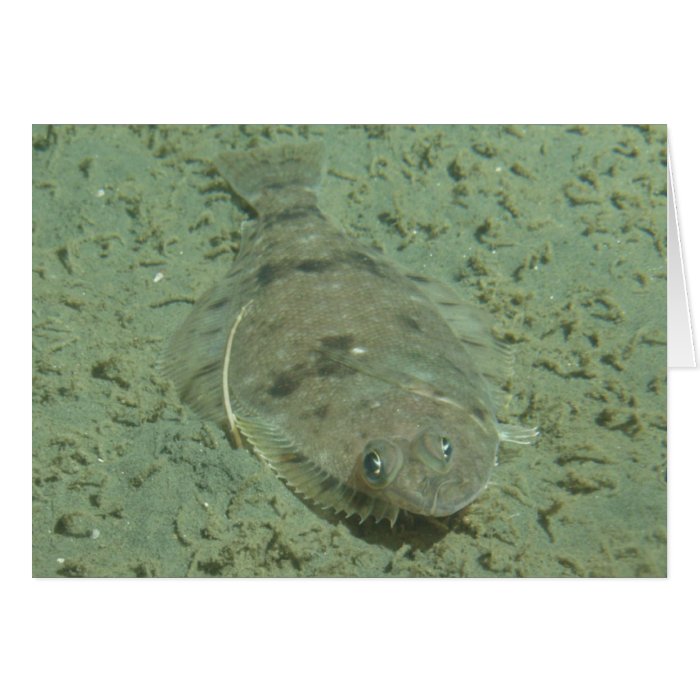 Dover Sole Fish Greeting Card