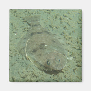 Dover Sole Fish Magnet