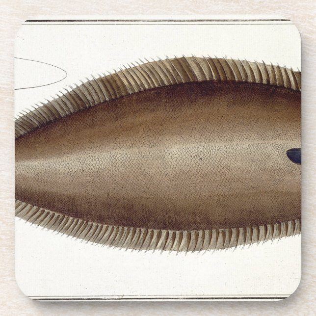Dover Sole (Solea Solaea) plate XLV from 'Ichthyol Drink Coaster (Front)