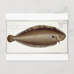 Dover Sole (Solea Solaea) plate XLV from 'Ichthyol Postcard