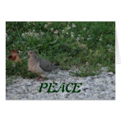 Doves, Colossians 3:15 (Front Horizontal)