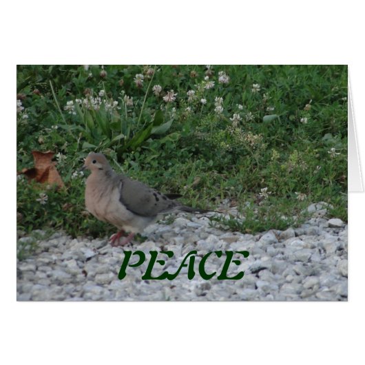 Doves, Colossians 3:15 Cards (Front Horizontal)