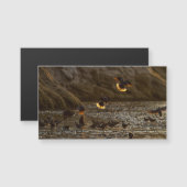 Doves in Morning light (Front/Back)