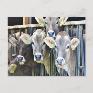 Down On The Farm Cows Postcard
