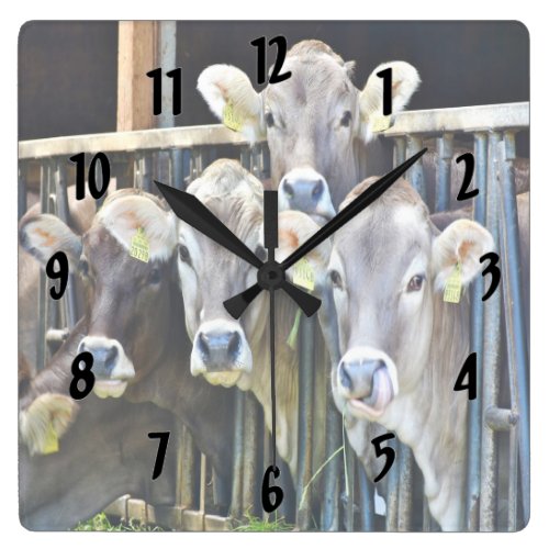 Down On The Farm Cows Square Wall Clock
