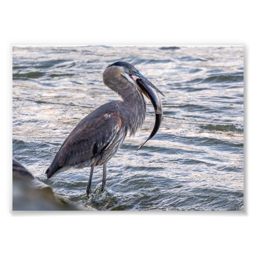 Down The Hatch Great Blue Heron Photo Print