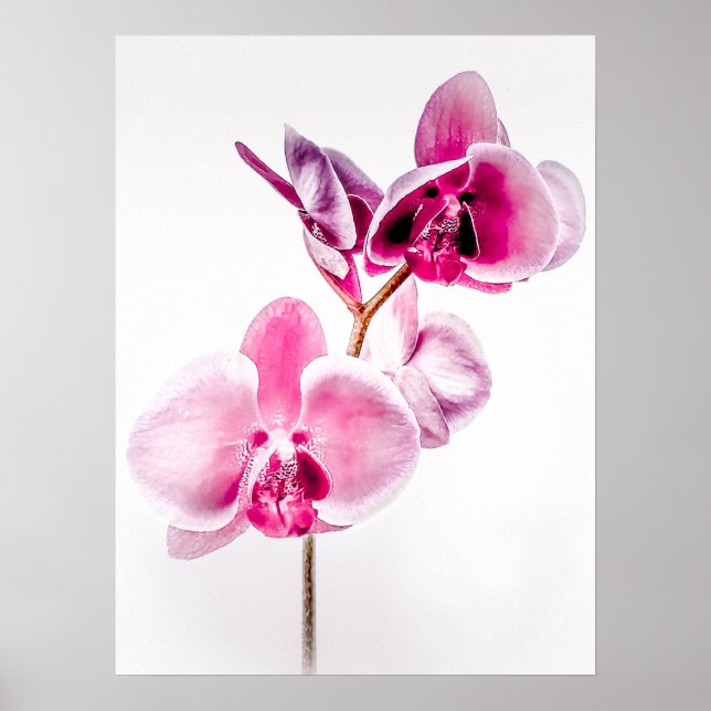 Downloadable Orchids Poster Print (Front)