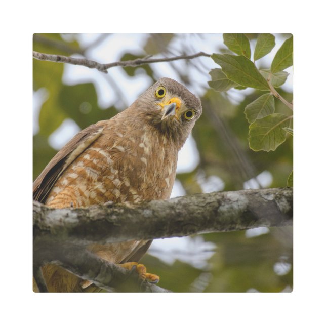 Downward Glancing Hawk Photograph Metal Print (Front)