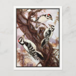 Downy And Hairy Woodpeckers - R. Bruce Horsfall Postcard at Zazzle