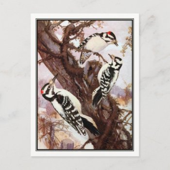 Downy And Hairy Woodpeckers - R. Bruce Horsfall Postcard by vintage_illustration at Zazzle