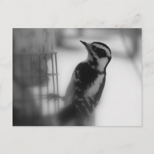 Downy Postcard (Front)